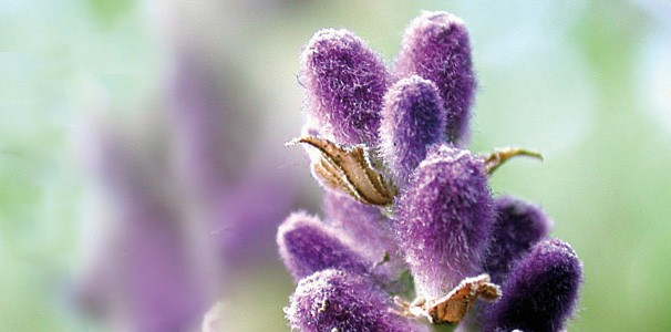 Wasserbettduft Lavendel auf therischer Basis